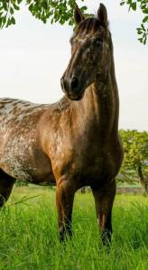 Connaire Myell-Manatewi's winning photo.