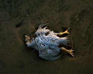Matt Kay. Snake Park Beach. From the series The Front. Durban