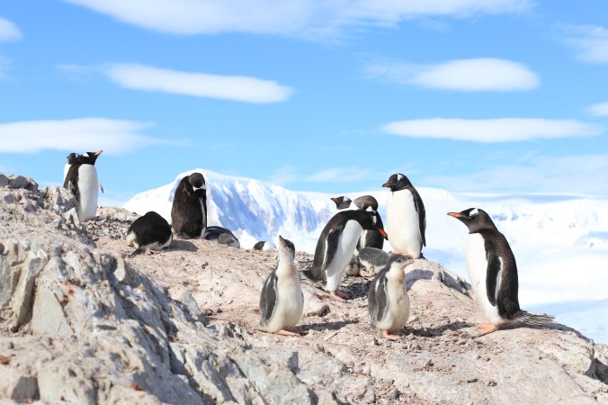 The Penguin Watchers 17