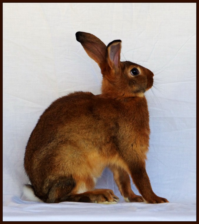 belgian hare