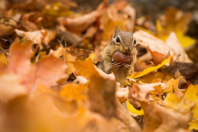 SEASONAL WONDERLANDS - EP1 NEW ENGLAND