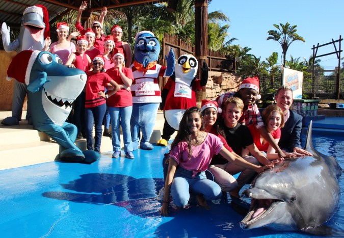 dolphins-by-starlight